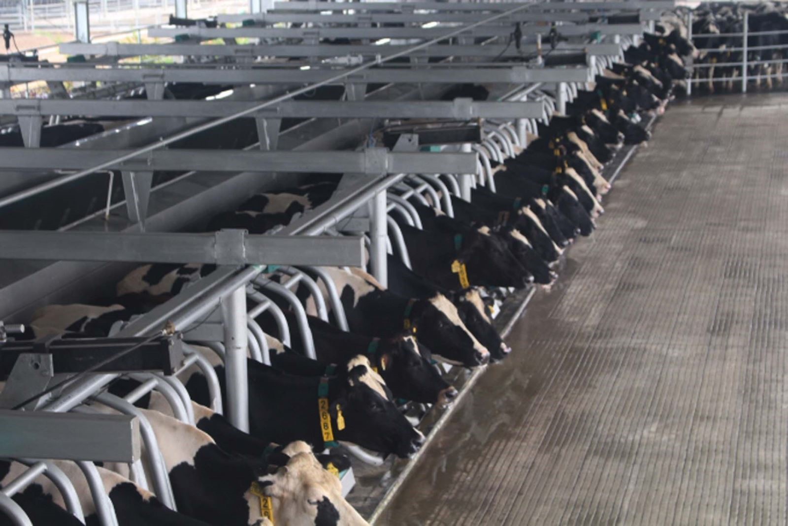 Trang trại bò sữa công nghệ cao Vinamilk Thanh Hóa diện tích xây dựng 40 ha, vốn đầu tư 700 tỷ đồng với công nghệ và máy móc hiện đại hàng đầu thế giới. 