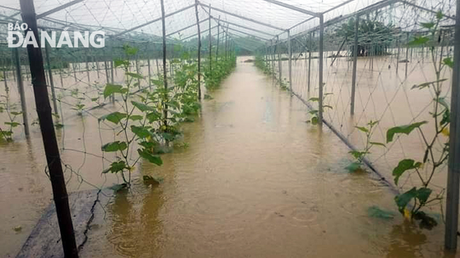  Theo UBND xã Hoà Nhơn, mưa lớn đã có 4 thôn đã ngập lụt: Ninh An, Thạch Nham Tây, Phú Hoà 1, Phước Thuận. Rau, hoa màu có nguy cơ bị ngập sâu.