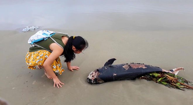Một xác cá voi bị sóng đánh dạt vào bờ biển Thọ Quang chiều 8-12, sau đó ngư dân chôn cất cẩn thận. (Ảnh từ Facebook Doan Hong Le)