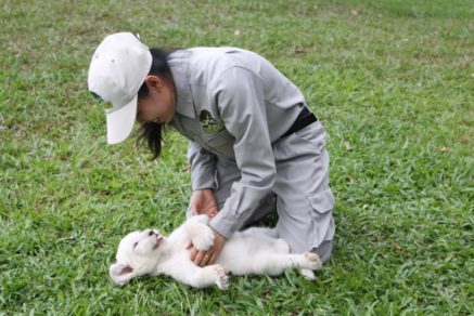 Sư tử trắng vui đùa cùng chuyên viên chăm sóc.