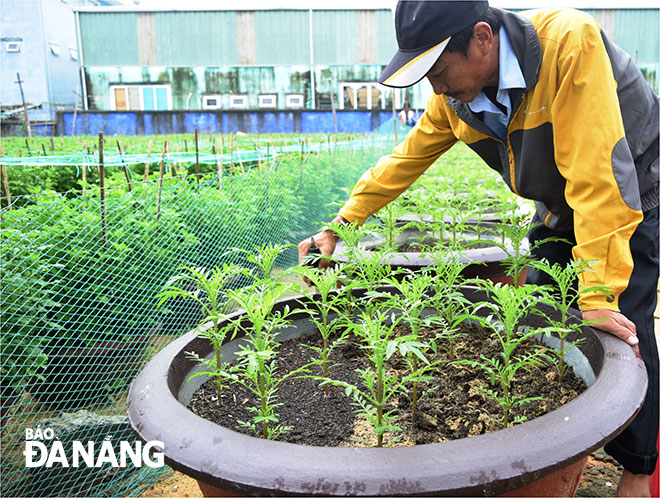 A local flower grower pruning Tet flowers.