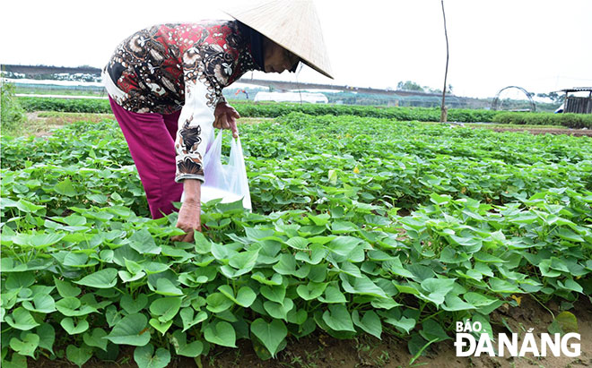 A farmer in the La Huong vegetable growing area are taking advantage of favourable weather condition to take care of her vegetable garden.