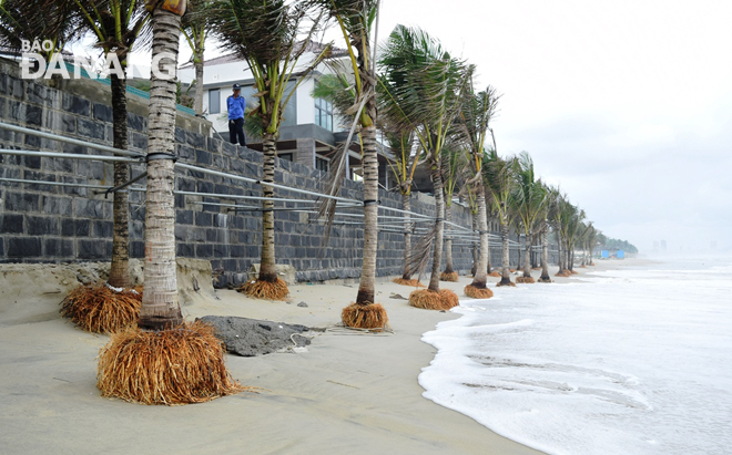 Strong sea waves have swept sway a large volume of sand around the stumps of coconut trees grown in front of coastal resorts