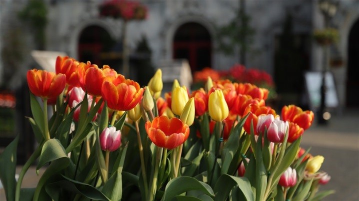 Đón Tết thật phong cách với triệu hoa tulip trên đỉnh Bà Nà
