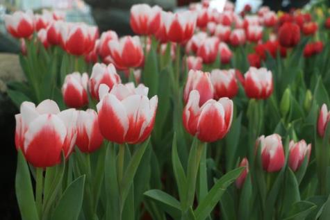 Những bông hoa Tulip e ấp hé nụ đã sẵn sàng bung nở đón mùa xuân và năm mới