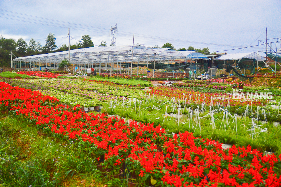 The around 2ha flower garden which is owned by Mr Le Duy Tam is one of the largest of its kind in the Van Duong Cooperative.
