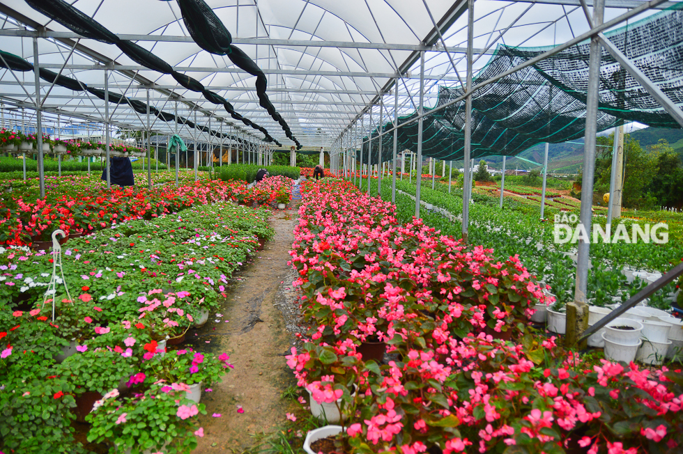 These flowers are grown in nets houses with modern irrigation systems.