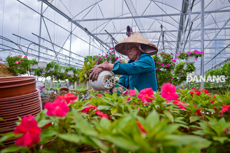 A woman replacing old flower pots with new ones.