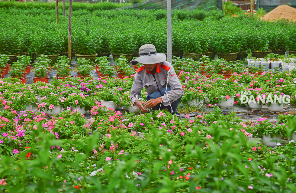 The consumption markets of hanging flower pots are Da Nang, and the provinces of Quang Nam, Thua Thien Hue and Quang Tri. In Da Nang, this type of flowers is often sold on Nguyen Dinh Tuu specialised flower street.