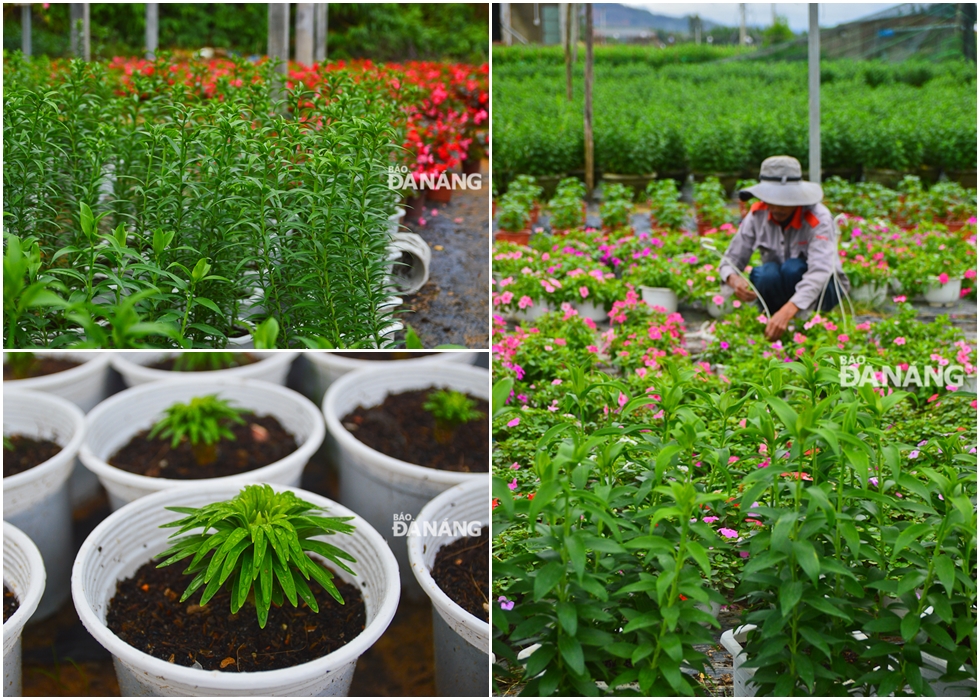 Lily is a popular and indispensable type of flowers during Tet.