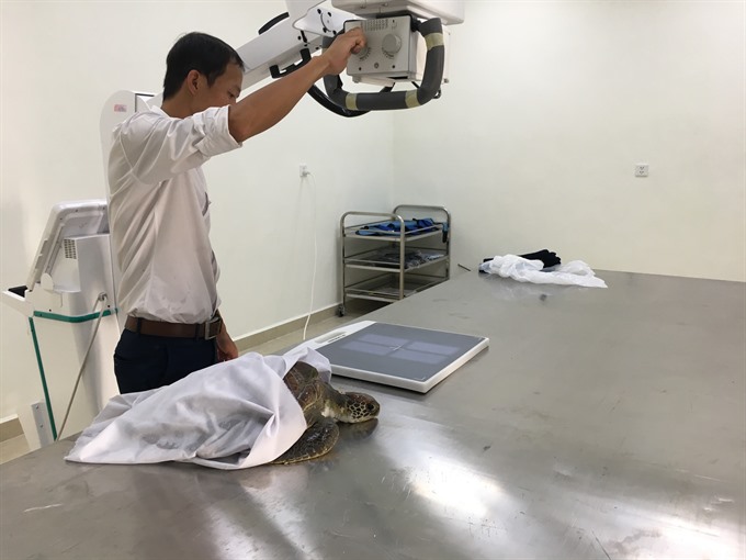 High tech: A doctor uses an X-ray to identify an obstruction in a green turtle at Đà Nẵng’s Family Hospital. Read more at http://vietnamnews.vn/sunday/features/482731/rescue-team-save-lives-of-marine-species.html#GqQ52AFeqXFyH3se.99