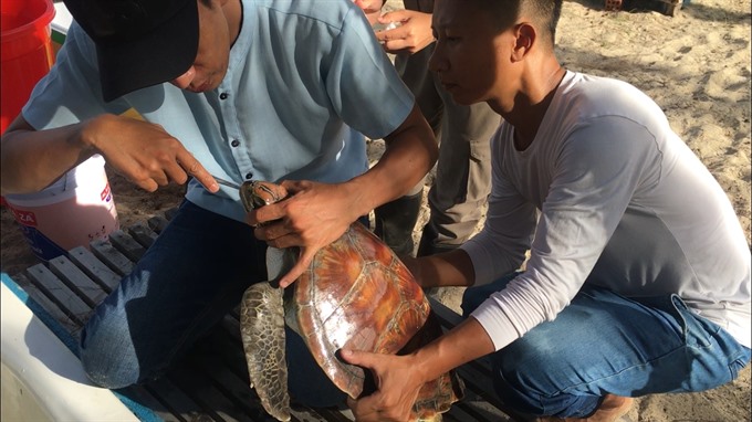 Vital work: Lê Chiến (right) helps rescue a sea turtle on a beach in Đà Nẵng. Read more at http://vietnamnews.vn/sunday/features/482731/rescue-team-save-lives-of-marine-species.html#GqQ52AFeqXFyH3se.99