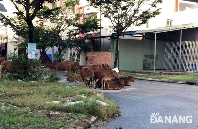 Đàn bò được thả rông tự do đi lại, phóng uế trên đường phố khu đô thị Phước Lý.