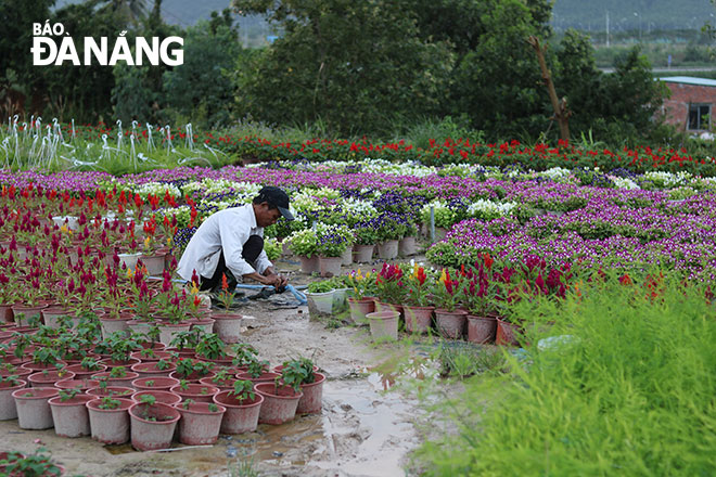 A flower grower taking care of his products.   