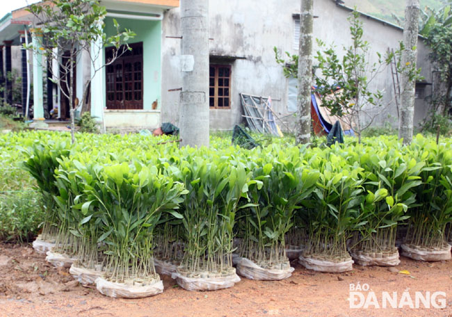 Nhiều hộ dân thôn Hòa Hải, xã Hòa Phú thoát nghèo nhờ ươm tạo cây keo lá tràm để trồng rừng và cung cấp cho các hộ trồng rừng ở Đà Nẵng, Quảng Nam. 