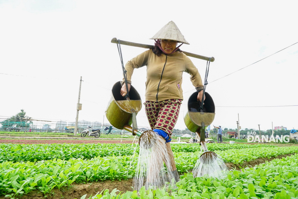 The prolonged heavy rain last December caused damage worth over 350 million VND to the vegetable growing area.