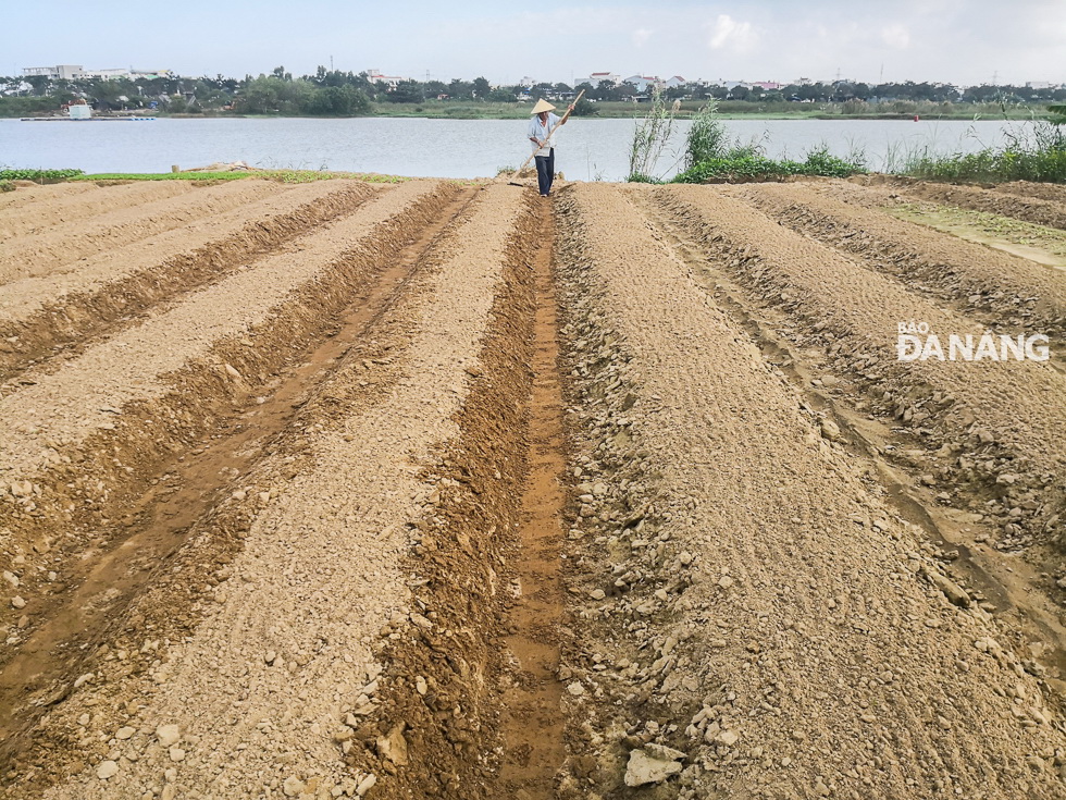 As soon as the flood waters receded, over 50 vegetable growers in the city started to clean up, turn over the soil and sow seeds to plant such short-day vegetables as cabbages and spinach.