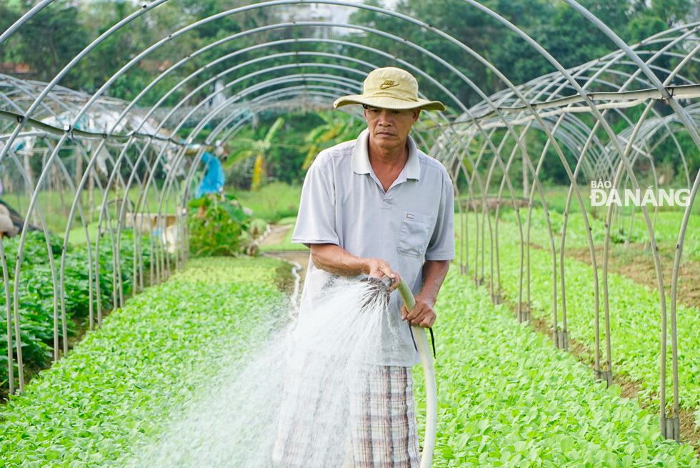 Farmers are able to earn a stable income by growing vegetables for sale on Tet holiday.