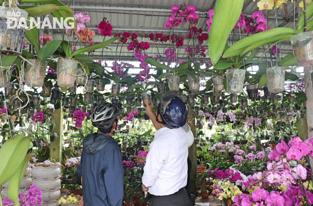 Nhiều người tìm đến phố chuyên doanh hoa, cây cảnh trên tuyến đường Nguyễn Đình Tựu để mua hoa dịp Tết.