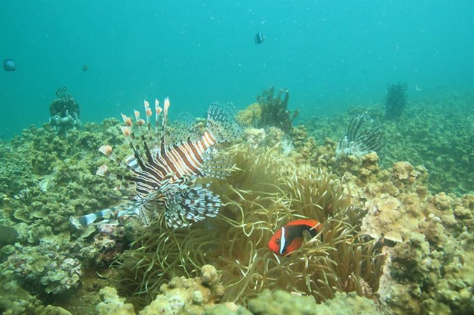 Coral reefs shelter fish and aquatic species as well as protect Chàm Island from damage by natural disasters. — Photo courtesy Lê Xuân Ái Read more at http://vietnamnews.vn/society/484431/coral-reefs-restored-off-cham-island.html#gf2vMsoFmsEbdCQv.99