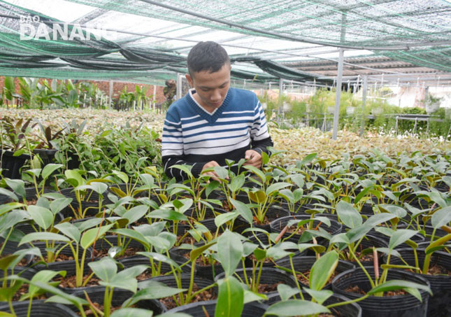  Tet flower growers in Hoa Vang District are striving offer the best ornamental plants and flowers to their customers