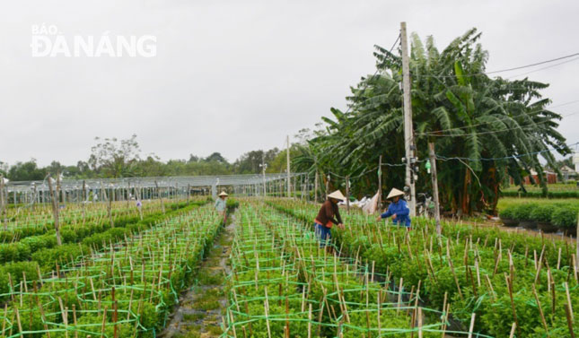 Growers are taking care of their flowers