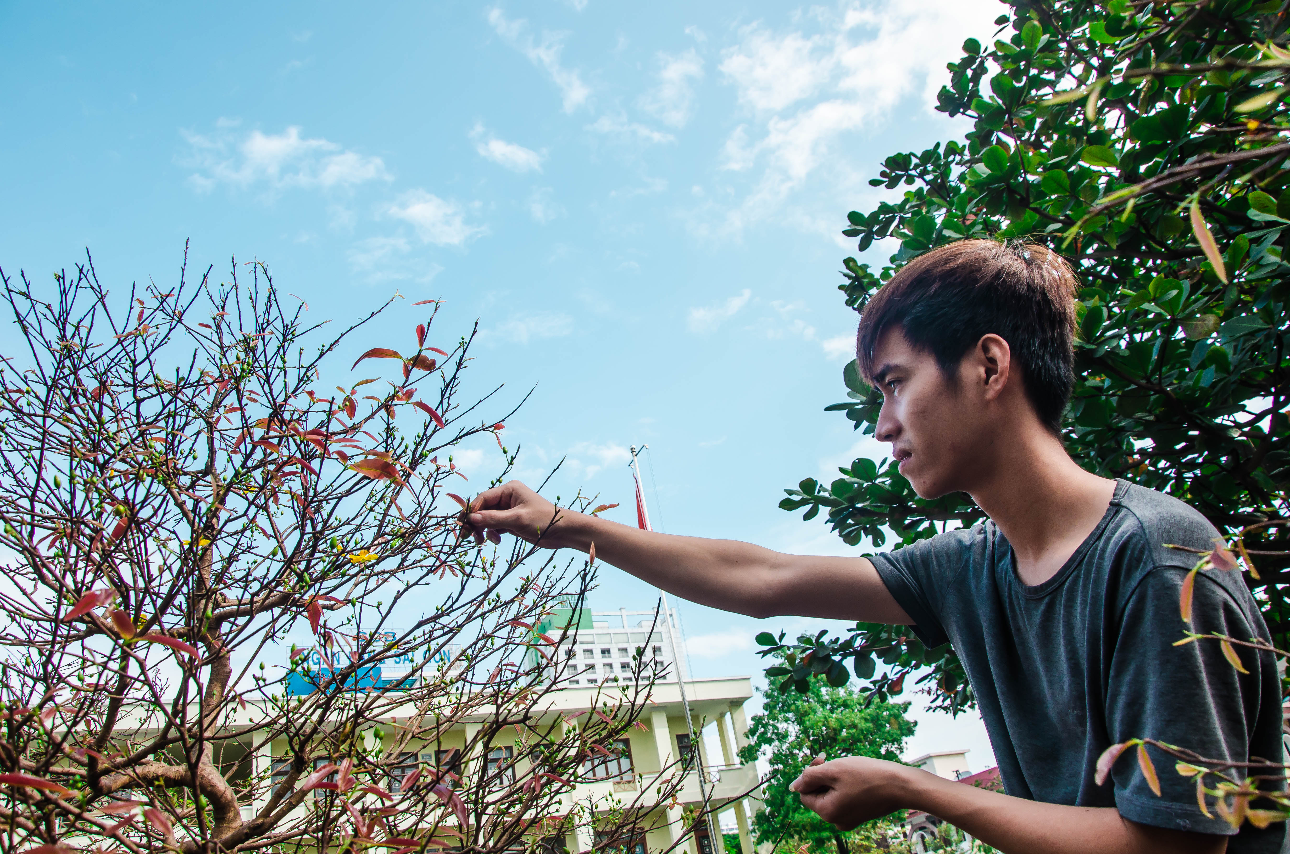 A Tet flower trader taking care of his yellow apricot blossom tree.