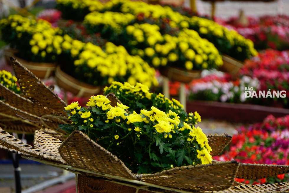 Chrysanthemum pots with brilliant yellow colour is expecting for a new spring's arrival