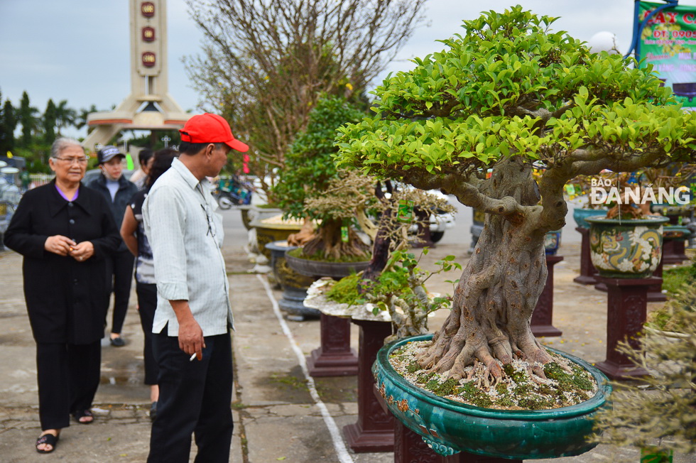 Different-shaped bonsai trees drawing a great deal of attention from visitors.