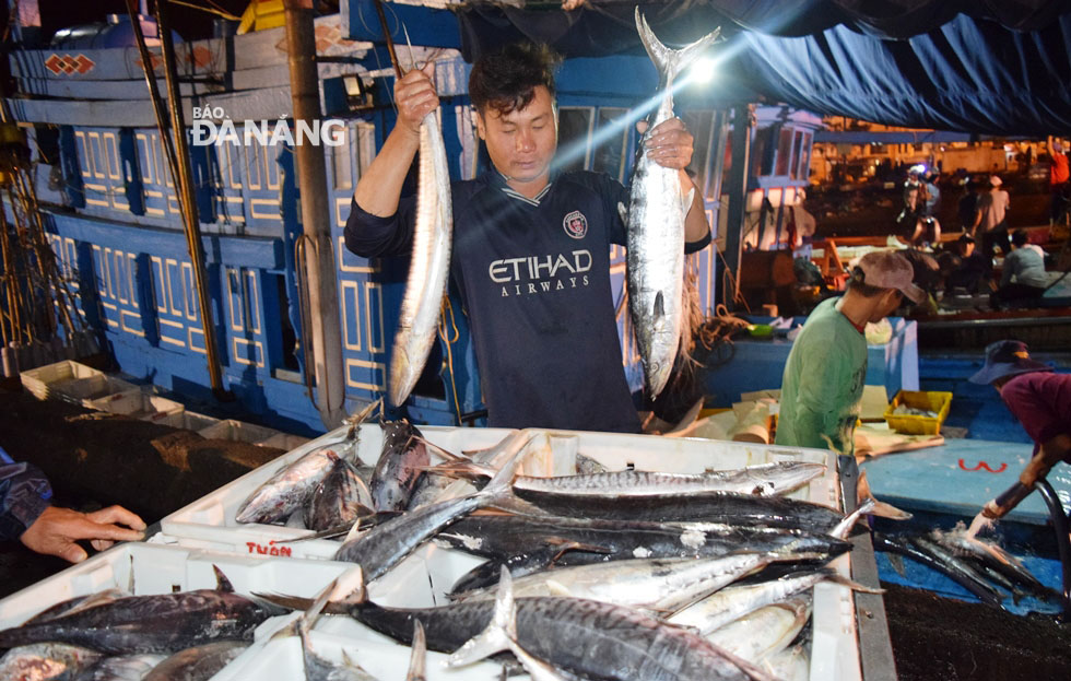 Ngư dân Đà Nẵng trúng đậm vụ cá giáp Tết