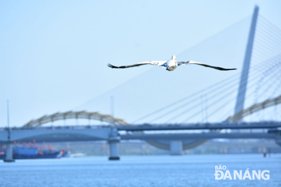 Lần đầu tiên thấy chim bồ nông về bay trên sông Hàn