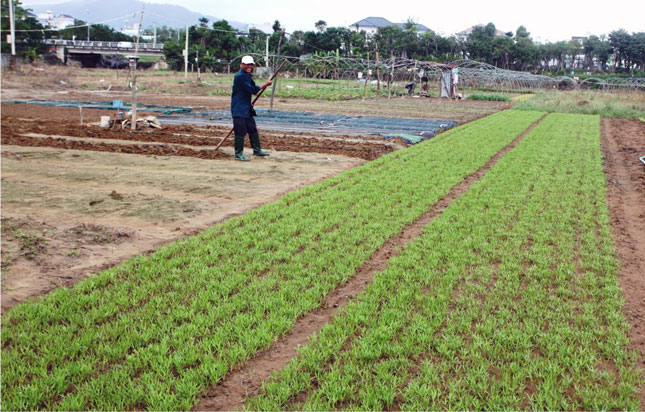 Hỗ trợ khôi phục sản xuất nông nghiệp