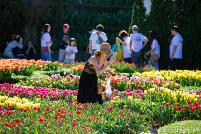 Lễ hội hoa tulip Bà Nà Hills được trao kỷ lục Guinness Việt Nam