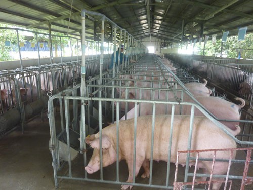 Khẩn trương ngăn chặn dịch tả lợn châu Phi