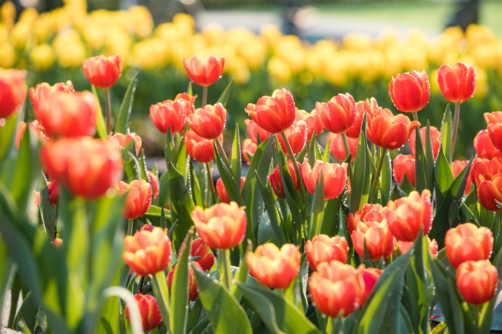 Đã mắt trước hơn 20 loại tulip đẹp lạ lùng tại 