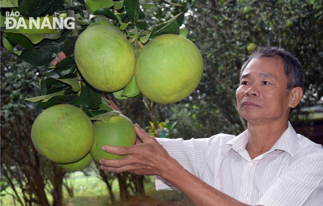 Hơn 5 tấn bưởi da xanh ruột hồng Hòa Ninh được xuất bán phục vụ Tết mang lại thu nhập cao cho người nông dân.