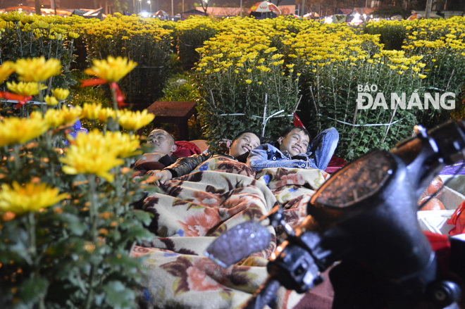 Một nhóm thanh niên thức đêm canh những chậu hoa cúc.