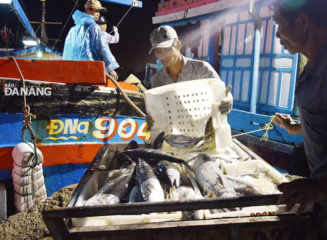 Tàu cá ĐNa 90431 TS thu được 2 tấn cá ngừ, thu và cá cờ sau 10 ngày đánh bắt trên biển.