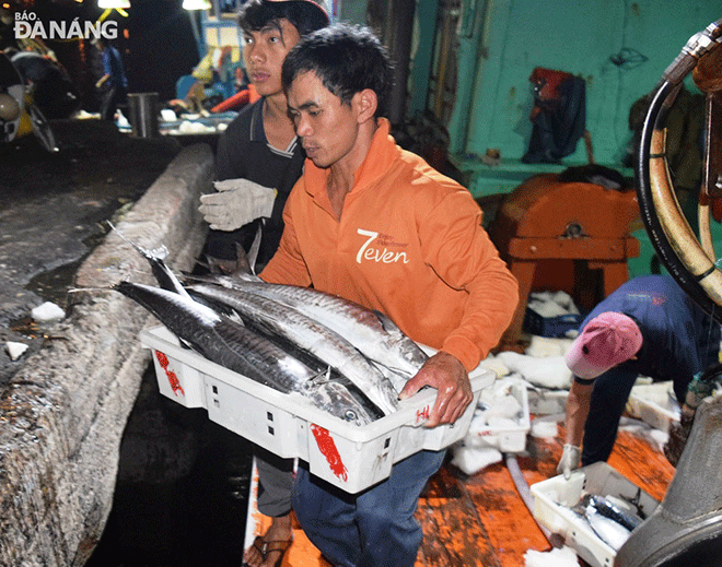 Mỗi thuyền viên tàu cá ĐNa 90729 TS được nhận 30 triệu đồng để lo Tết cho gia đình sau 3 chuyến biển mang về 20 tấn cá ngừ, thu và cá cờ.