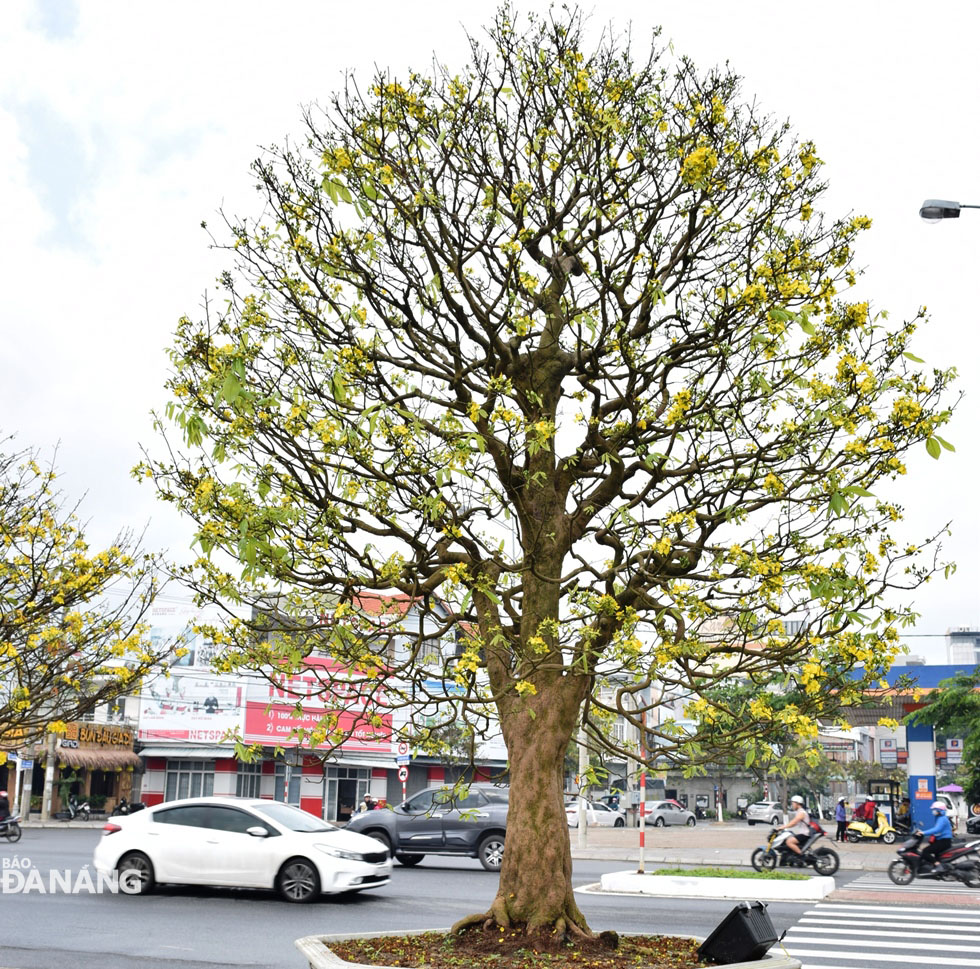 The over 100-year-old apricot blossom tree is being sold at the price of 2 billion VND.