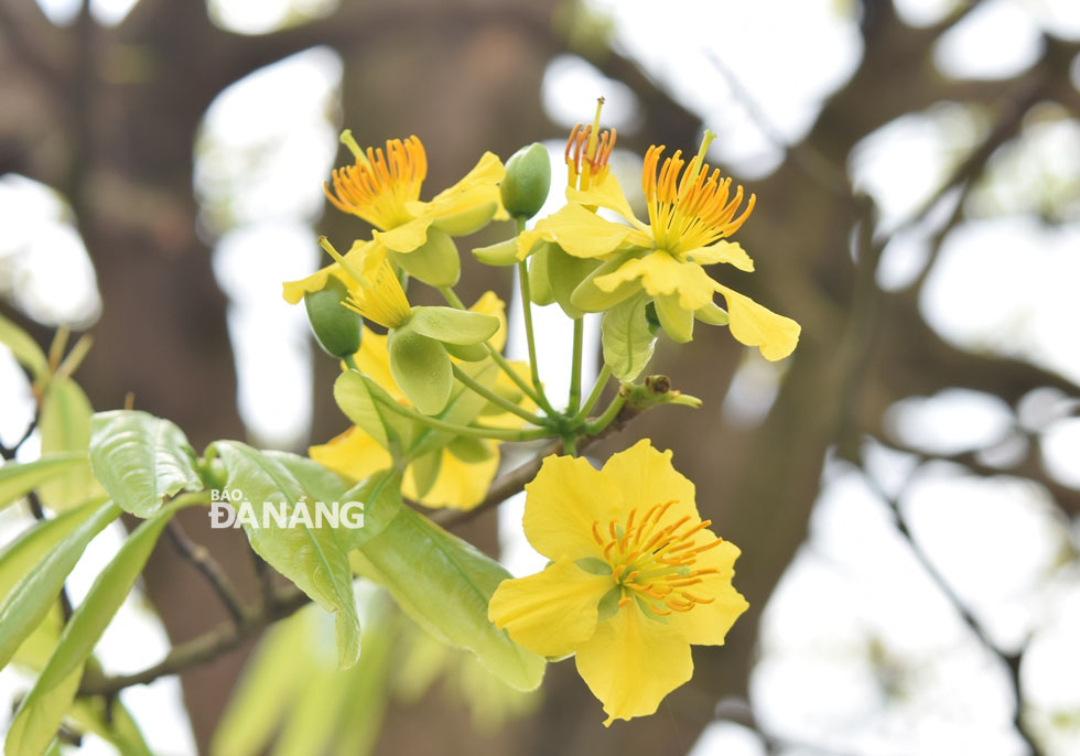 The flowers of this tree have 5 petals.