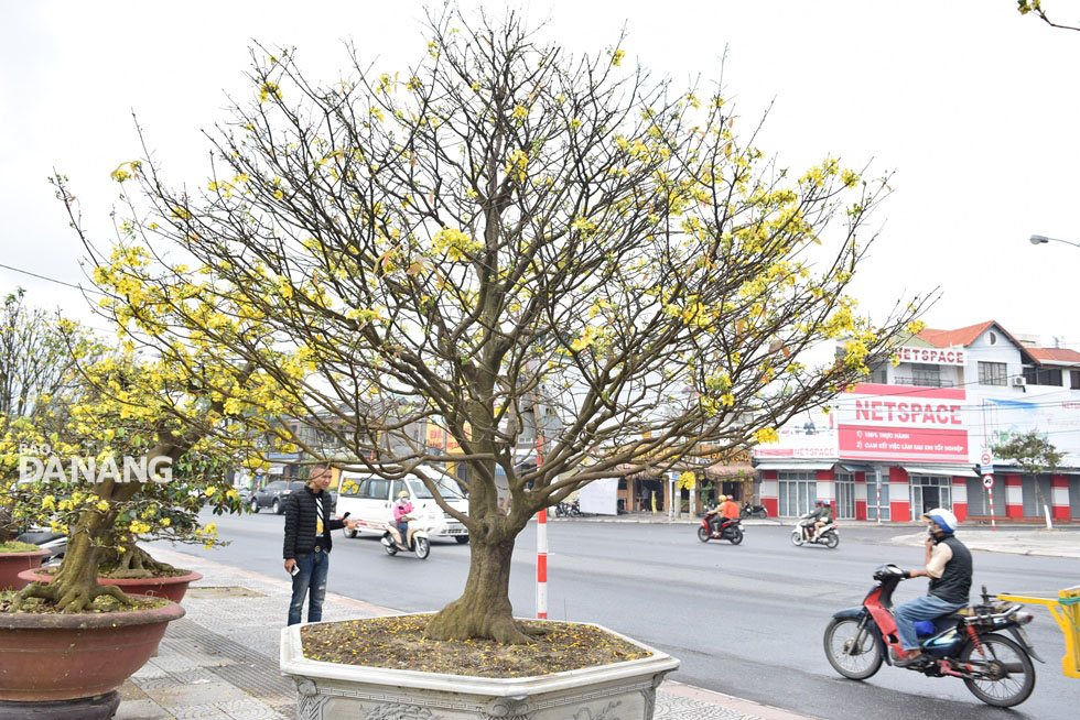 Grown at Mr Hoai’s garden, another 100-year-old apricot blossom is on sale at the price of 700 million VND. 