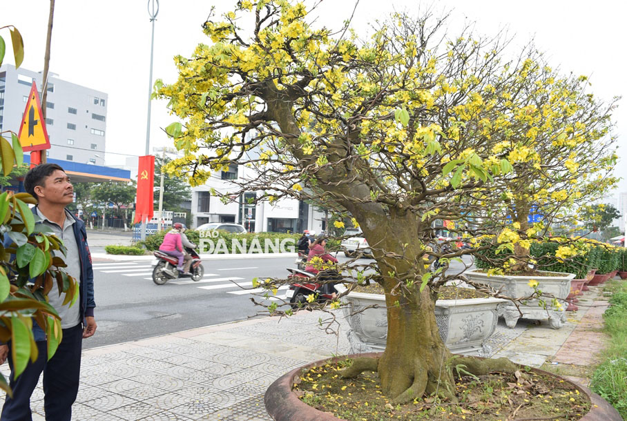 An apricot bonsai tree is being sold at 550 million VND