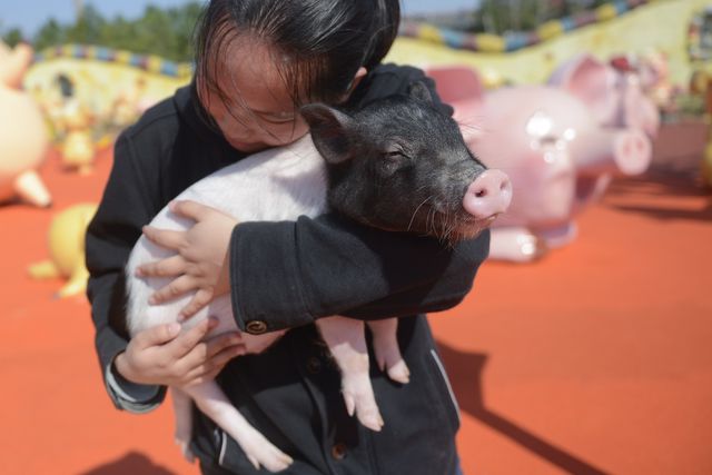 Một nữ nhân viên làm việc trong công viên đang ôm một chú lợn con. Hiện tại, Pig Planet là công viên duy nhất xoay quanh chủ đề về những chú lợn tại Trung Quốc. Trong công viên này có hơn 60 chú lợn sinh sống và 9 nhân viên có khả năng huấn luyện, điều khiển những chú lợn.