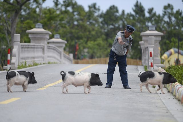 Một nhân viên bảo vệ vui vẻ chào các chú lợn trong công viên.