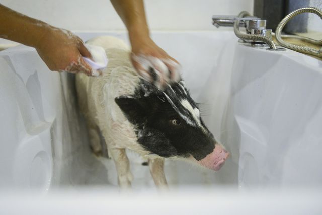 Những chú lợn ở đây được tắm rửa thường xuyên, giữ gìn vệ sinh sạch sẽ.