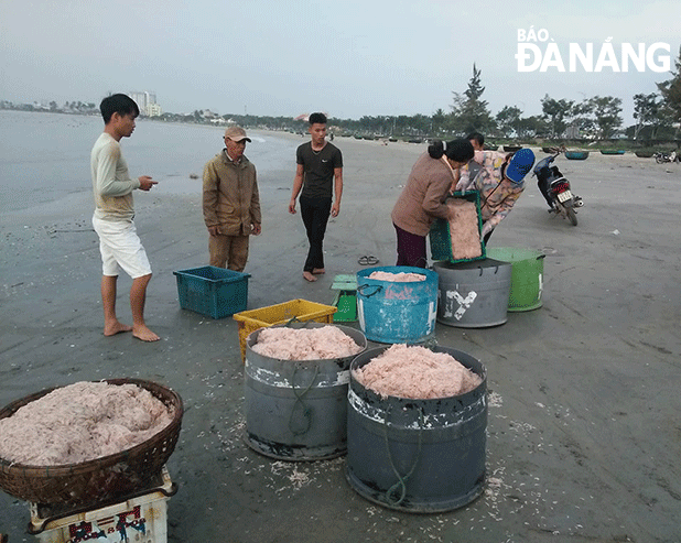 Local fishermen are busy carrying baskets of the tiny shrimps from the fishing boats to the shore.