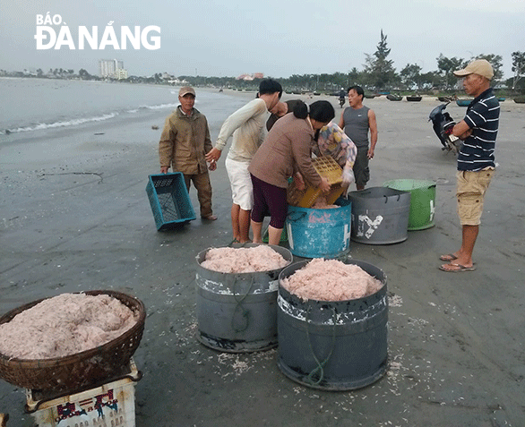 A fishing vessel bringing back hundreds of kilos of tiny shrimps.