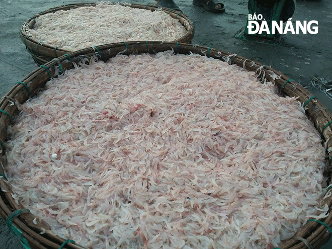 Baskets of newly-caught tiny shrimps.