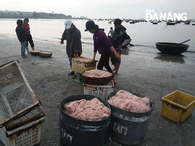 Traders buying tiny shrimps from fishermen